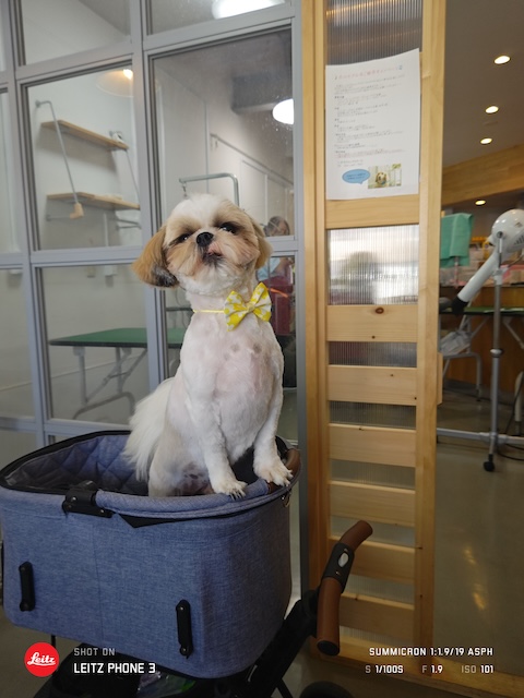 格安トリミング カットモデル犬 トリミングサンプル