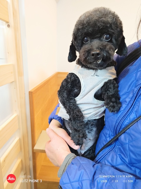 格安トリミング カットモデル犬 トリミングサンプル