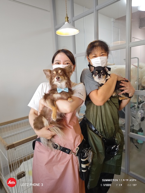 格安トリミング カットモデル犬 トリミングサンプル