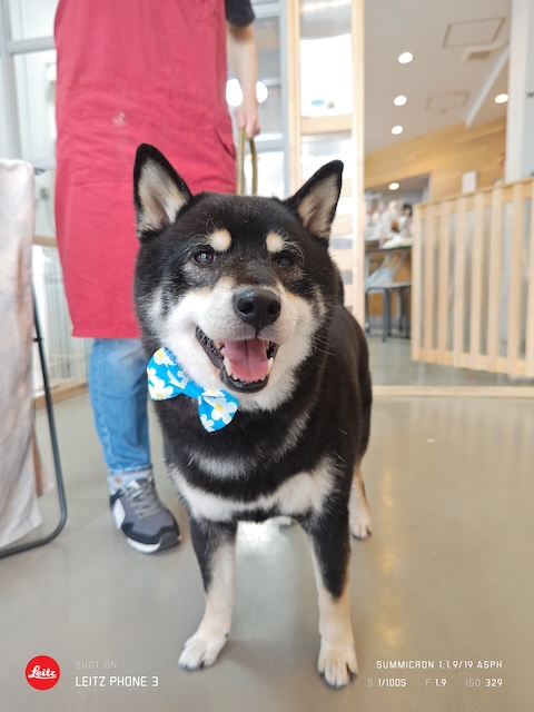 格安トリミング カットモデル犬 トリミングサンプル