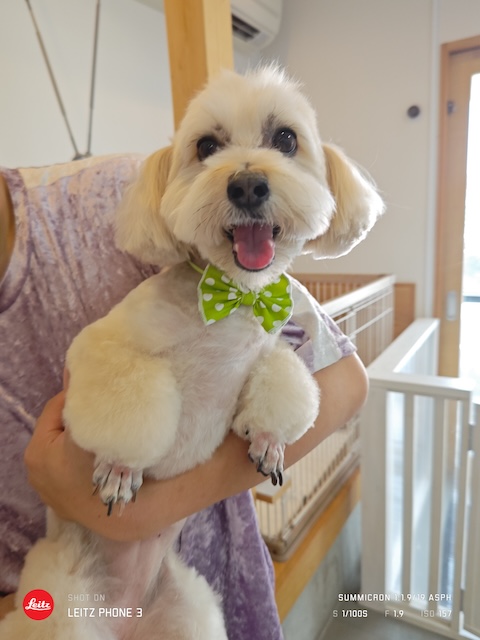 格安トリミング カットモデル犬 トリミングサンプル