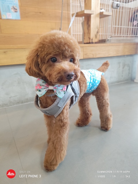 格安トリミング カットモデル犬 トリミングサンプル