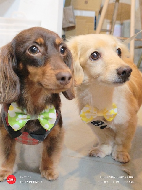 格安トリミング カットモデル犬 トリミングサンプル