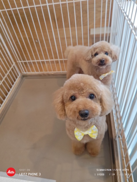 格安トリミング カットモデル犬 トリミングサンプル