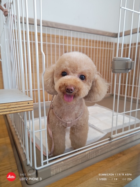 格安トリミング カットモデル犬 トリミングサンプル