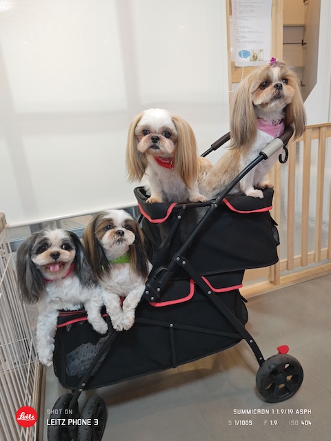 格安トリミング カットモデル犬 トリミングサンプル