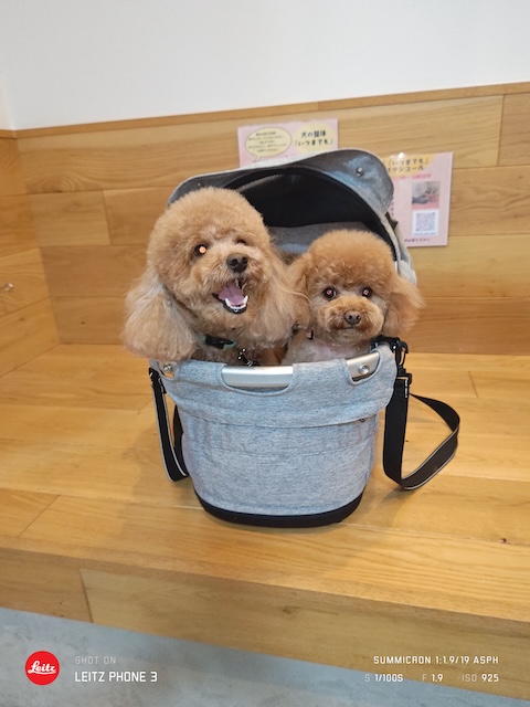 格安トリミング カットモデル犬 トリミングサンプル