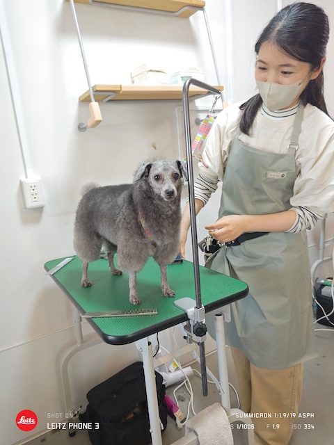 格安トリミング カットモデル犬 トリミングサンプル