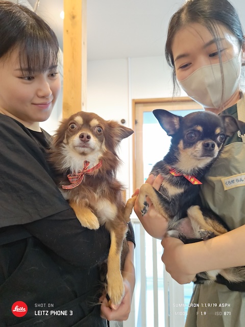 格安トリミング カットモデル犬 トリミングサンプル