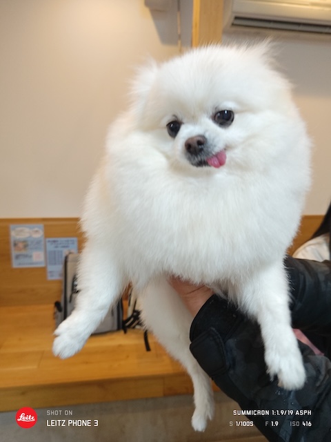 格安トリミング カットモデル犬 トリミングサンプル