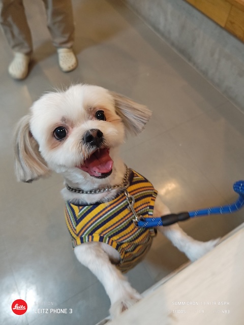 格安トリミング カットモデル犬 トリミングサンプル