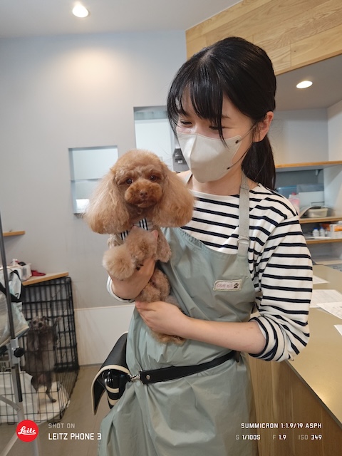 格安トリミング カットモデル犬 トリミングサンプル