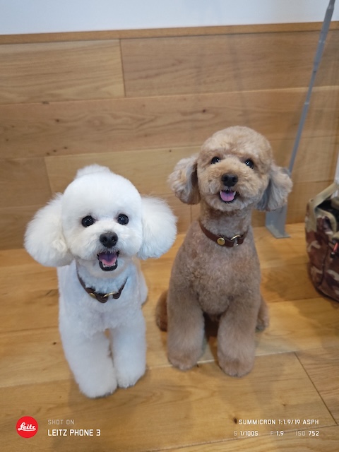 格安トリミング カットモデル犬 トリミングサンプル