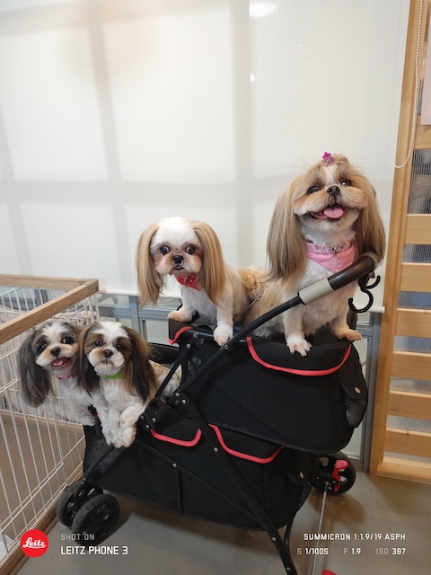 格安トリミング カットモデル犬 トリミングサンプル